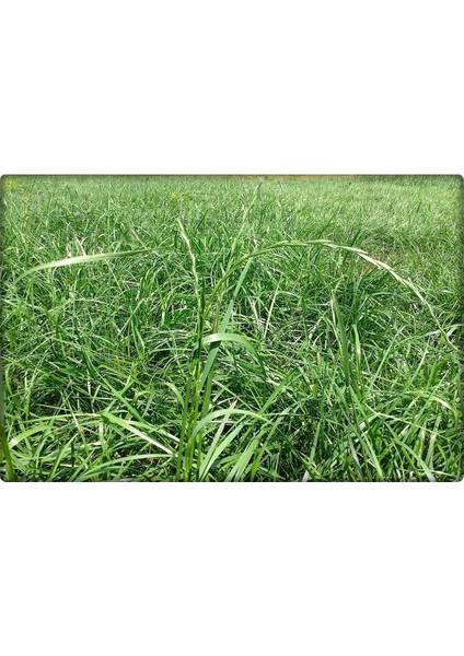 Ithal Süt Otu Tohumu (Ryegrass) - Rye Grass - Italyan Çimi - Reygrass - Tetraploid 5 kg fiyatları