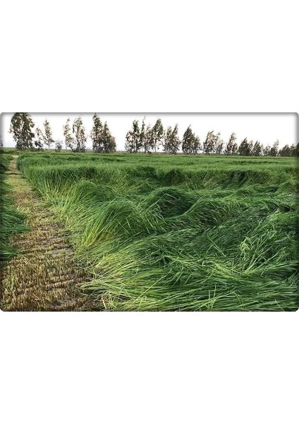 Ithal Süt Otu Tohumu (Ryegrass) - Rye Grass - Italyan Çimi - Reygrass - Tetraploid 5 kg modelleri