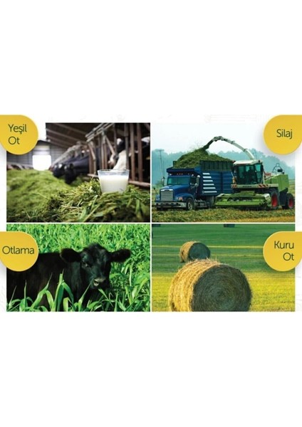 Ithal Süt Otu Tohumu (Ryegrass) - Rye Grass - Italyan Çimi - Reygrass - Tetraploid 5 kg fırsatları