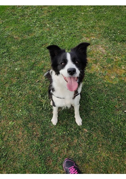"bala" Border Collie Wallart (Sadece Plastik Aparattır!!!) 3D