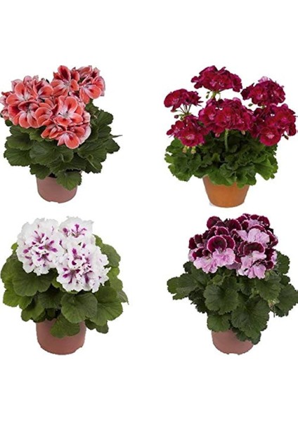 Şeker Pembe Sardunya Çiçeği Fidanı 10-20 cm