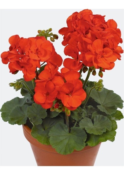 Şeker Pembe Sardunya Çiçeği Fidanı 10-20 cm fiyatları