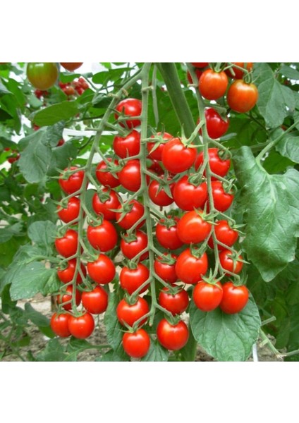 Sırık Domates Tohumu 5 Adet Domates Tohumu Sırık Domates