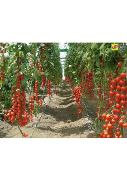 Sırık Domates Tohumu 5 Adet Domates Tohumu Sırık Domates fiyatları