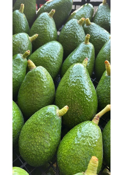 Avokado 10 Adet (220-270GR)