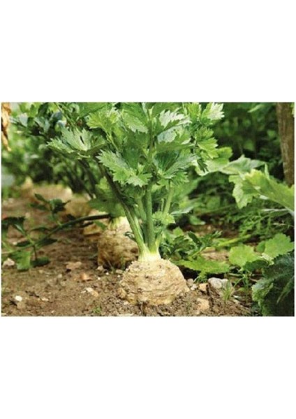 Kereviz Tohumu (Celery) 50+ Tohum fiyatları