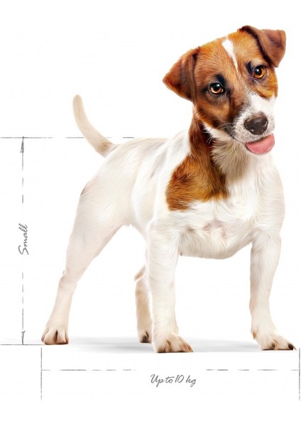 Mini Adult Küçük Irklar Için Yetişkin Kuru Köpek Maması 4kg