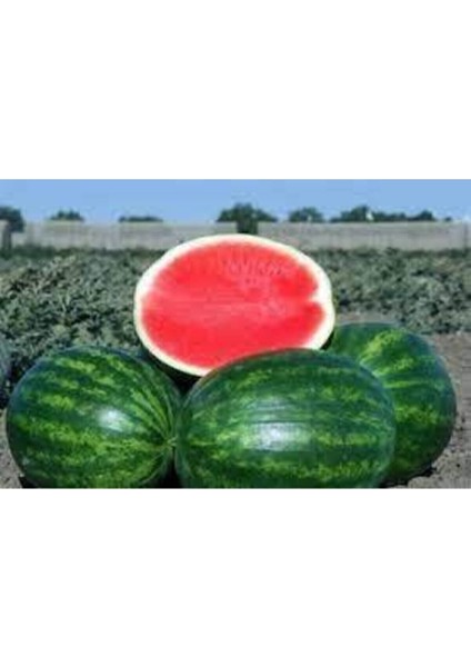 100 Addet Tohum Eko Paket Adana Karpuzu Tohumu fiyatları