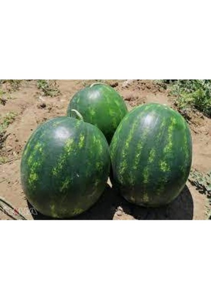 100 Addet Tohum Eko Paket Adana Karpuzu Tohumu modelleri