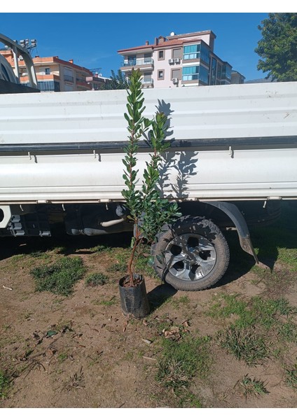 Dağ Çileği Kocayemiş Fidanı 3 Adet