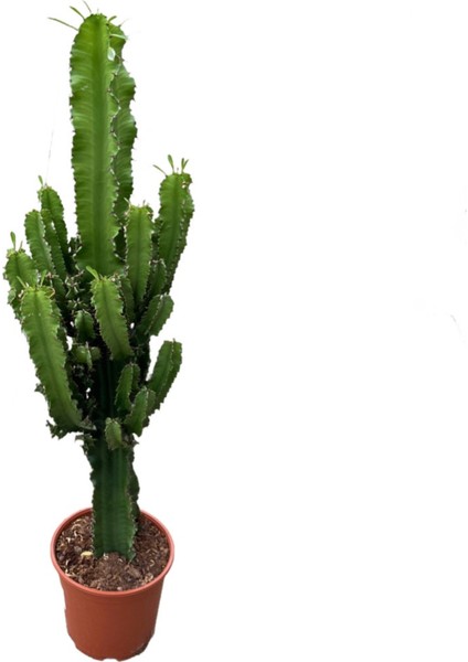 Euphorbia Ingens (Kaktüs)