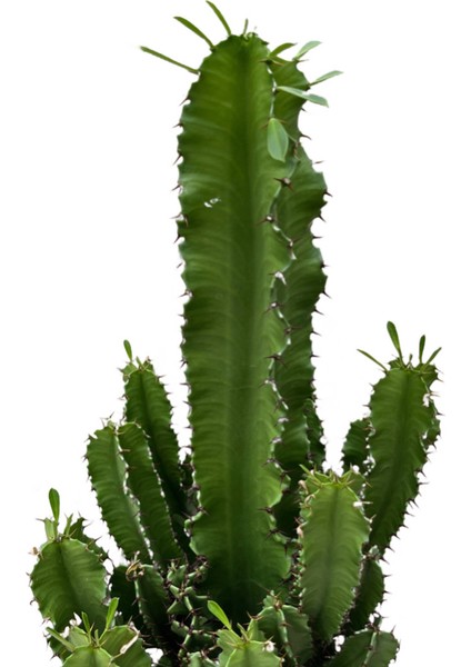 Euphorbia Ingens (Kaktüs) fiyatları