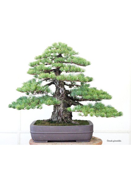 Tohumdan Bonsai Başlangıç Kiti - Japon Beyaz Çamı fiyatları