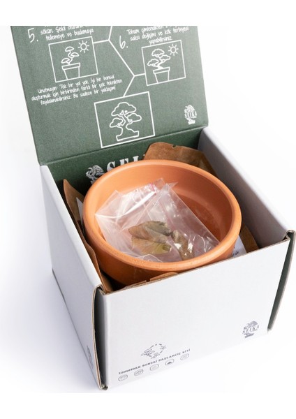 Tohumdan Bonsai Başlangıç Kiti - Japon Beyaz Çamı fırsatları