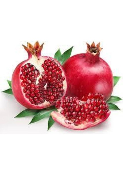 5 Adet Tohum Nar Ağacı Tohumu