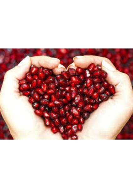 5 Adet Tohum Nar Ağacı Tohumu modelleri