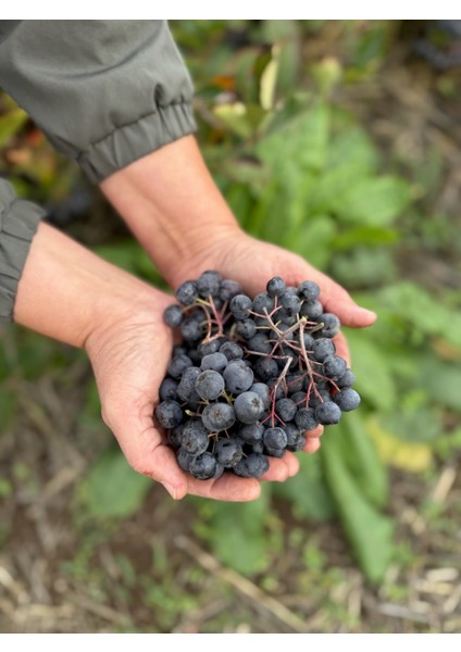 Taze Aronya Meyvesi 5 kg (Tarla Kuşu, Ilaçsız, Doğal Üretim, Yeni Hasat) fırsatları