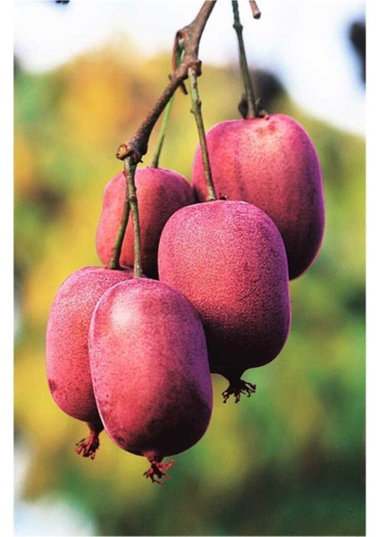 Tropikal Kırmızı Kivi Tohumu 5 Adet