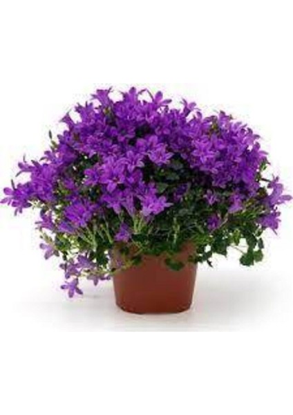 10 Adet Tohum Nadir Çan Kadehi Çiçeği Tohumu Çiçek Tohumu Saksı Toprak Sürpriz Hediye Tohumludur