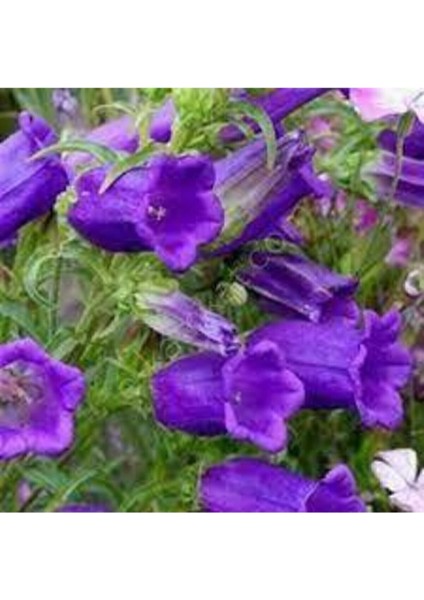 10 Adet Tohum Nadir Çan Kadehi Çiçeği Tohumu Çiçek Tohumu Saksı Toprak Sürpriz Hediye Tohumludur fiyatları