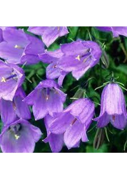 10 Adet Tohum Nadir Çan Kadehi Çiçeği Tohumu Çiçek Tohumu Saksı Toprak Sürpriz Hediye Tohumludur modelleri