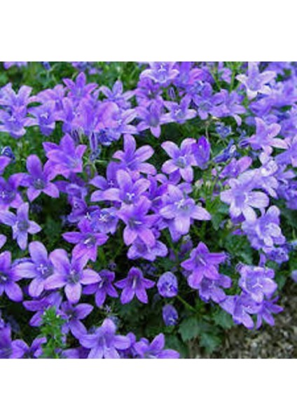 10 Adet Tohum Nadir Çan Kadehi Çiçeği Tohumu Çiçek Tohumu Saksı Toprak Sürpriz Hediye Tohumludur fırsatları