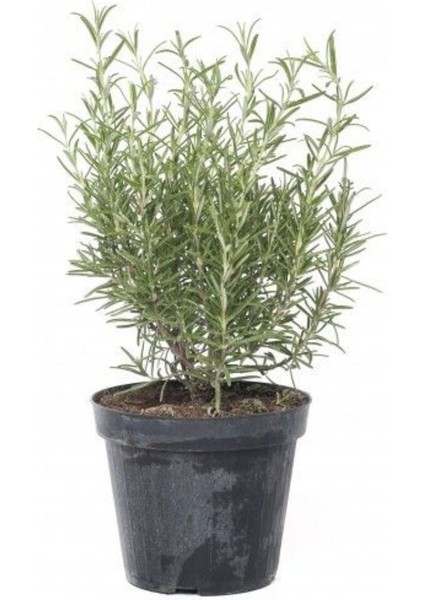 Biberiye Fidanı 10-20 cm