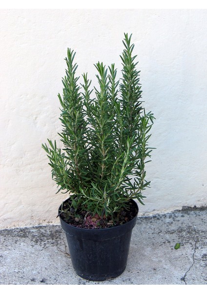 Biberiye Fidanı 10-20 cm fırsatları