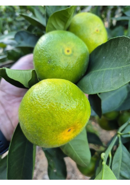 Mandalina 3 kg Günlük Hasat Alanya Mandalinası