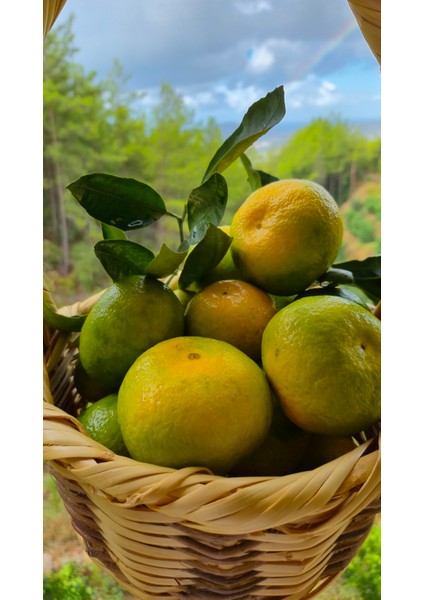Mandalina 3 kg Günlük Hasat Alanya Mandalinası fiyatları