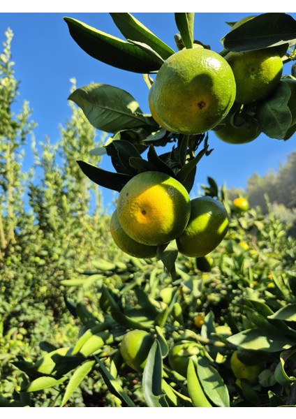 Mandalina 3 kg Günlük Hasat Alanya Mandalinası modelleri