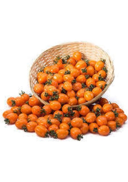 5 Adet Tropikal Nadir Turuncu Çeri Domates Tohumu