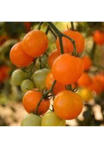 5 Adet Tropikal Nadir Turuncu Çeri Domates Tohumu modelleri