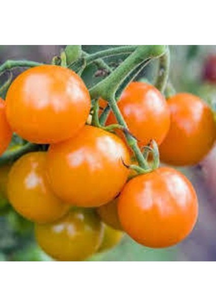 5 Adet Tropikal Nadir Turuncu Çeri Domates Tohumu fırsatları