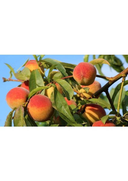 Erzincan Şeftali Saruç modelleri