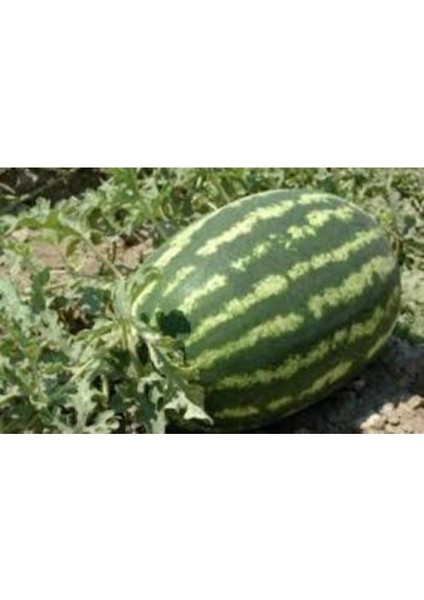 5 Adet Tohum Meşhur Diyarbakır Karpuzu Tohumu Karpuz Tohumu Ata Tohum Süpriz Hediye Tohum