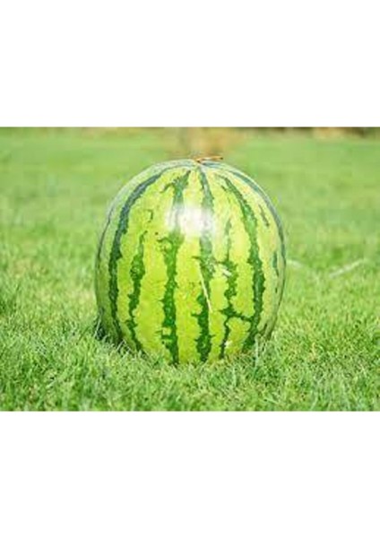 5 Adet Tohum Meşhur Diyarbakır Karpuzu Tohumu Karpuz Tohumu Ata Tohum Süpriz Hediye Tohum fiyatları