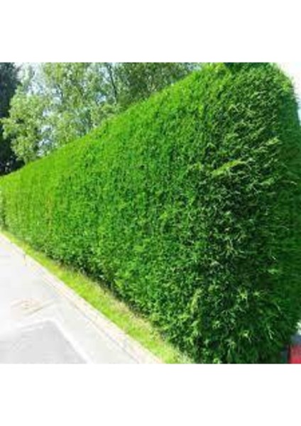 25 Adet Tohum Çit Mazı Tohumu Çit Mazısı