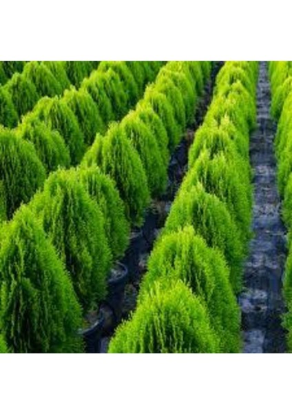 25 Adet Tohum Çit Mazı Tohumu Çit Mazısı modelleri