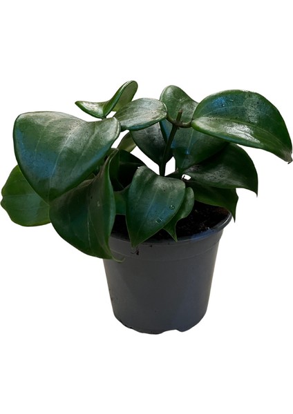 Hoya Quinquenervia (Mum Çiçeği)