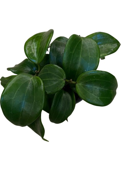 Hoya Quinquenervia (Mum Çiçeği) fiyatları