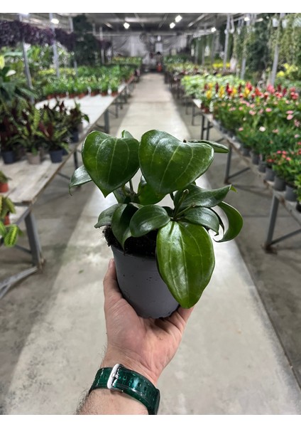 Hoya Quinquenervia (Mum Çiçeği) modelleri