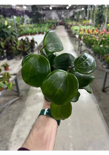 Hoya Quinquenervia (Mum Çiçeği) fırsatları