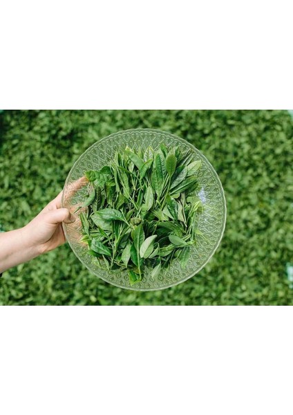 (3'lü Set) Avantajlı Yeşil Çay Seti Hatmi Çiçeği&bergamot-Antioksidan Kaynağı modelleri