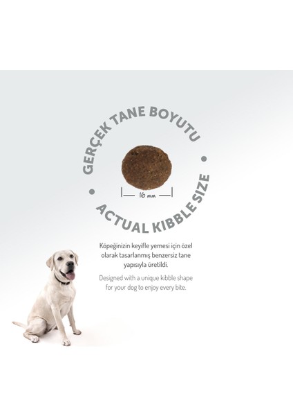 Kolajen Destekli Hipoalerjenik Somonlu Yetişkin Köpek Maması 15KG