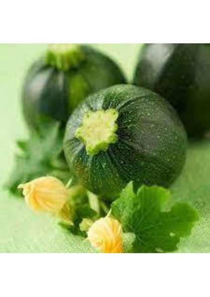 100 Adet Tohum Süper Paket Dolmalık Nadir Topak Kabak Tohumu Yuvarlak Kabak Tohumu Heiye Tohumludur fiyatları