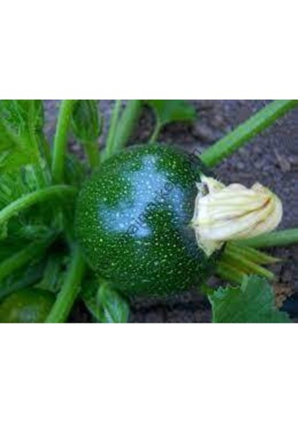 100 Adet Tohum Süper Paket Dolmalık Nadir Topak Kabak Tohumu Yuvarlak Kabak Tohumu Heiye Tohumludur modelleri