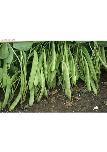 Magnum Kılçıksız Yediveren Fasülye Tohumu 100 Tohum Fasulye Tohumu