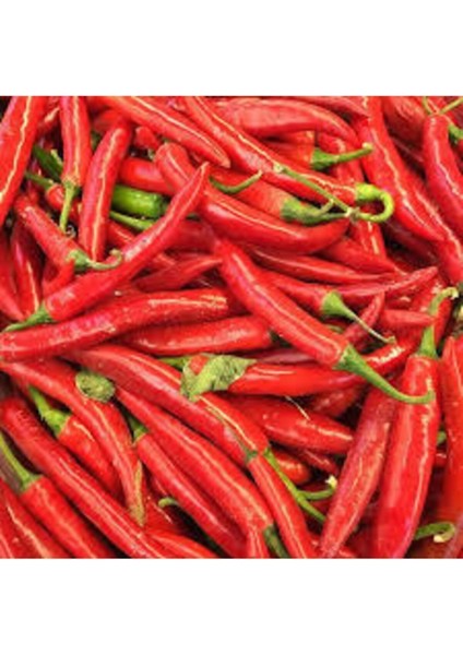 30 Adet Şili Biberi Tohumu modelleri