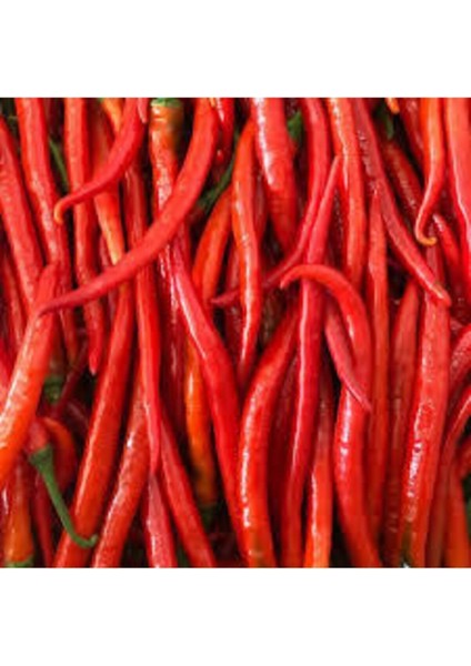 30 Adet Şili Biberi Tohumu fırsatları